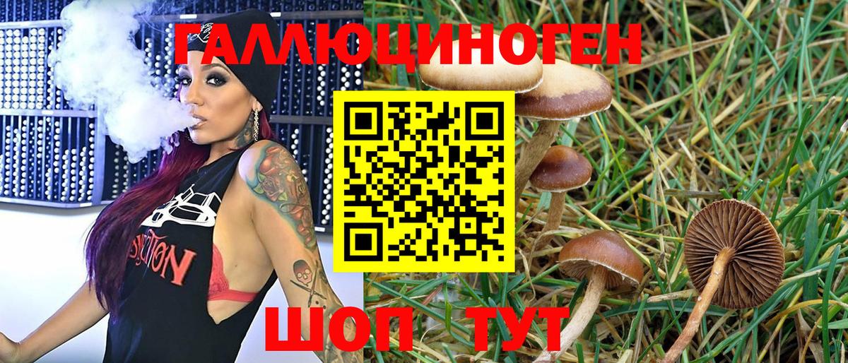 Псилоцибиновые грибы Psilocybine cubensis Петропавловск-Камчатский